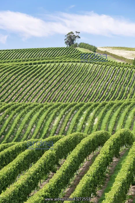 : Vineyards, Marlborough Region, South Island, New : Vineyards, Marlborough Region, South Island, New