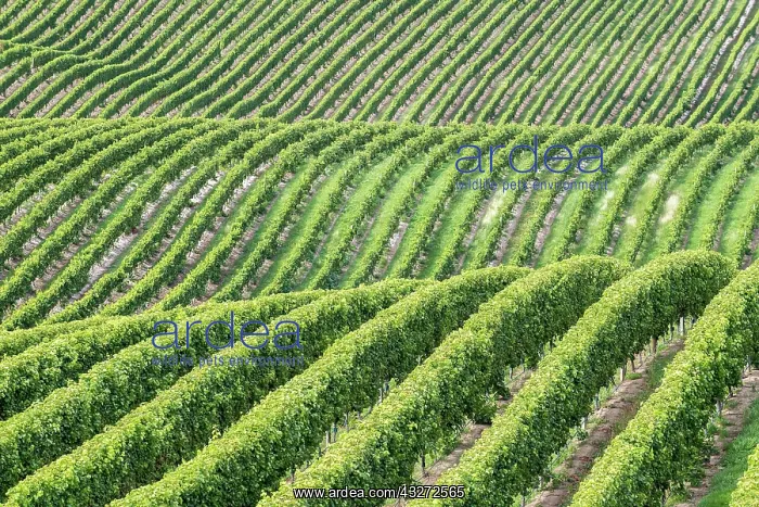 : Vineyards, Marlborough Region, South Island, New : Vineyards, Marlborough Region, South Island, New