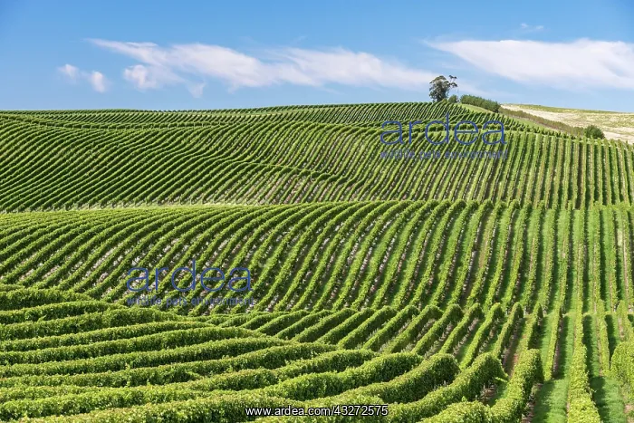 : Vineyards, Marlborough Region, South Island, New : Vineyards, Marlborough Region, South Island, New