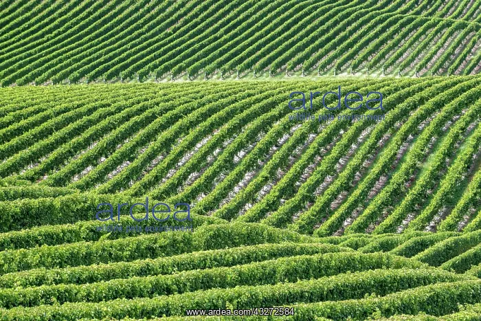 : Vineyards, Marlborough Region, South Island, New : Vineyards, Marlborough Region, South Island, New