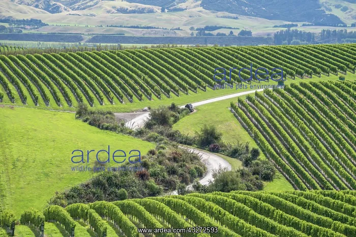 : Vineyards, Marlborough Region, South Island, New : Vineyards, Marlborough Region, South Island, New