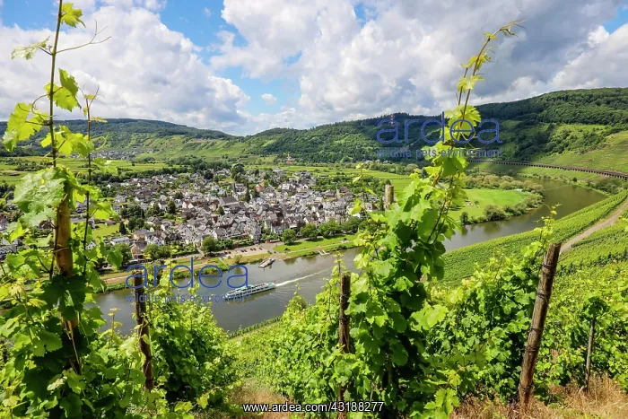  : Vineyards on the Moselle, excursion boat, Panderich