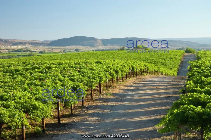 : Vineyards in Orange River Valley at Kakamas, near : Vineyards in Orange River Valley at Kakamas, near