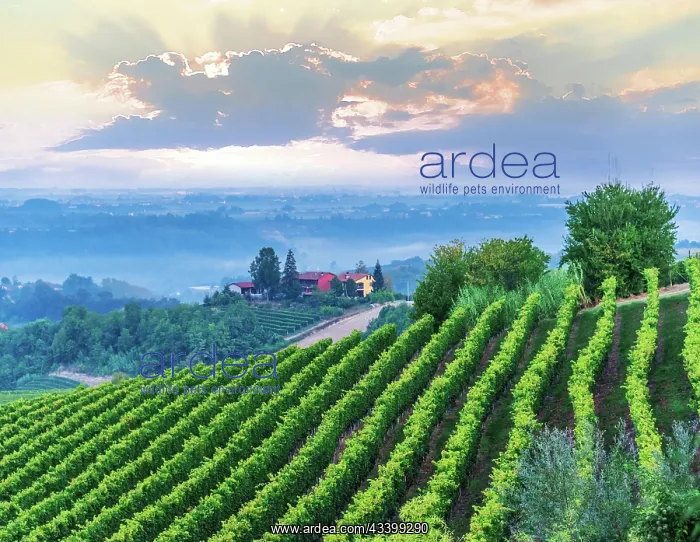 : Vineyards in the Province of Cuneo, Piedmont, Italy, Europe : Vineyards in the Province of Cuneo, Piedmont, Italy, Europe
