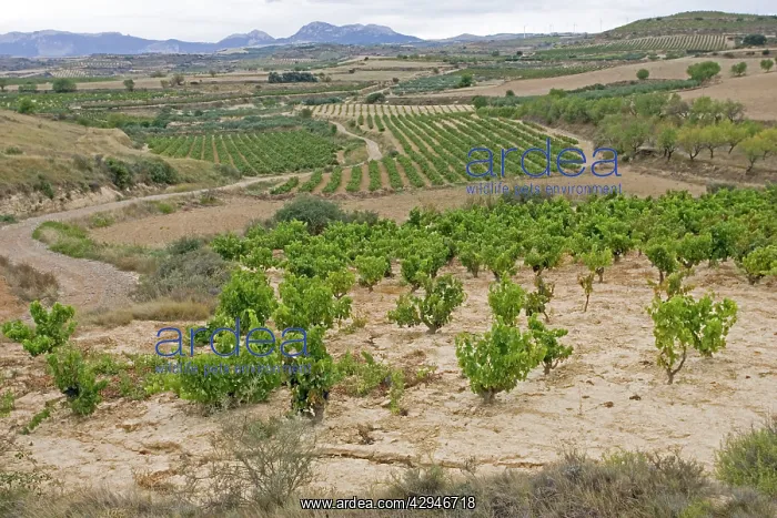 : Vineyards with ripe grapes ready for harvesting : Vineyards with ripe grapes ready for harvesting