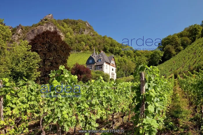 : Vineyards on the slopes of the Drachenfels, Bad : Vineyards on the slopes of the Drachenfels, Bad
