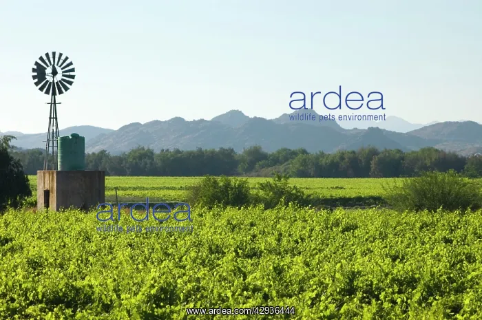 : Vineyards and windmill in Orange River Valley at : Vineyards and windmill in Orange River Valley at
