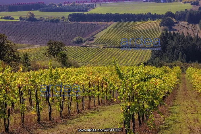 : Vineyards at Yamhill Valley Vineyards near McMinnville : Vineyards at Yamhill Valley Vineyards near McMinnville