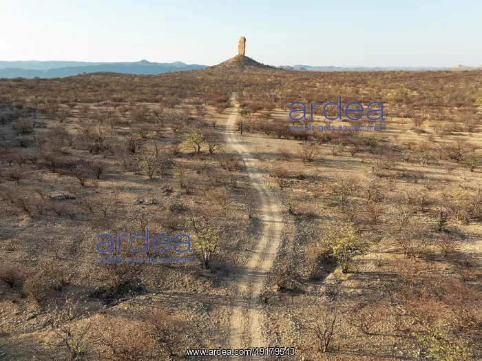 : The Vingerklip (rock finger) is surrounded by thornbush and mopane (Colophospermum mopane) savanna : The Vingerklip (rock finger) is surrounded by thornbush and mopane (Colophospermum mopane) savanna