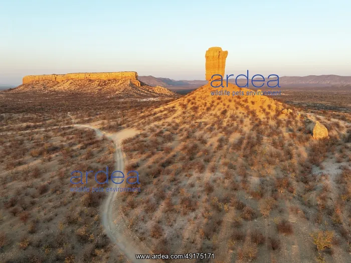: The Vingerklip (rock finger) and the Ugab Valley Terraces are surrounded by thornbush and mopane (Colophospermum mopane) : The Vingerklip (rock finger) and the Ugab Valley Terraces are surrounded by thornbush and mopane (Colophospermum mopane)