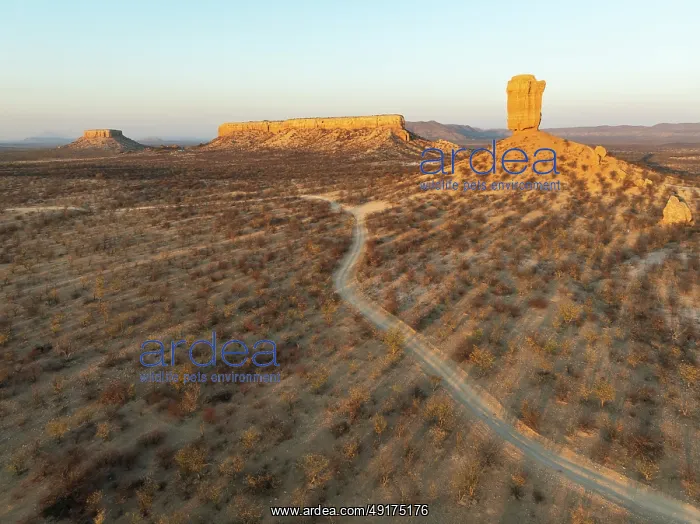  : The Vingerklip (rock finger) and the Ugab Valley Terraces are surrounded by thornbush and mopane (Colophospermum mopane)