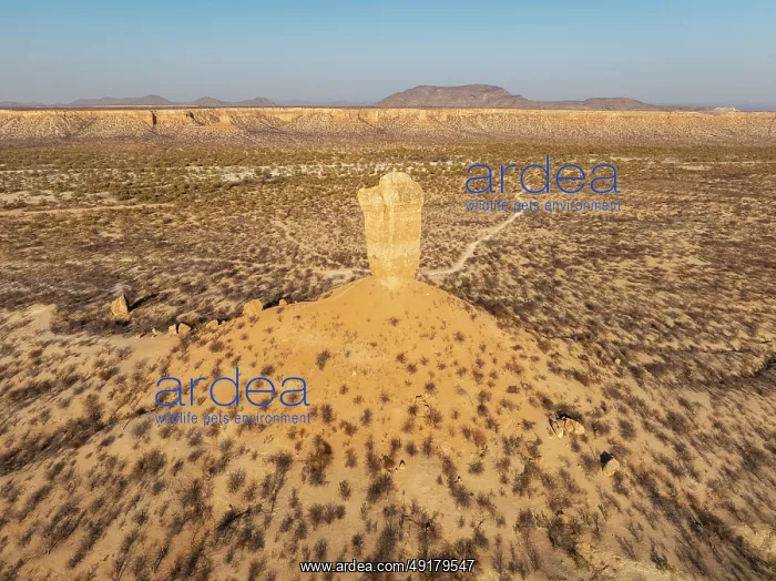 : The Vingerklip (rock finger) and the Ugab Valley Terraces are surrounded by thornbush and mopane (Colophospermum mopane) : The Vingerklip (rock finger) and the Ugab Valley Terraces are surrounded by thornbush and mopane (Colophospermum mopane)