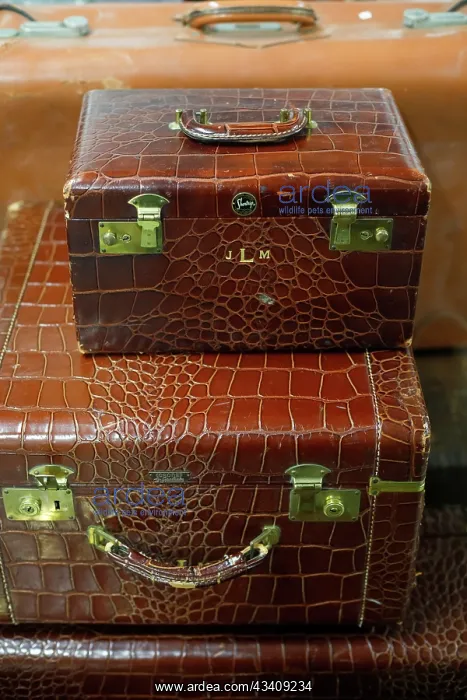  : Vintage alligator skin luggage