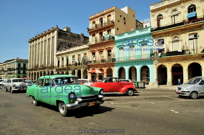 : Vintage car in front of buildings with colourful : Vintage car in front of buildings with colourful