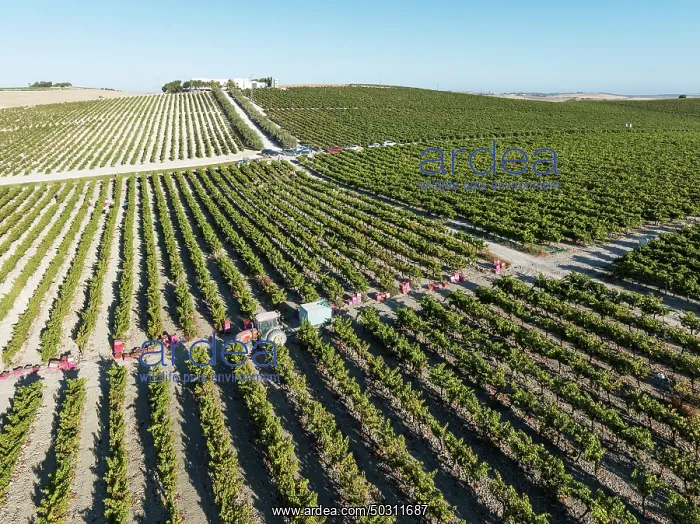 : Vintage at the La Canariera vineyard of the Bodega González Byass near the town of Jerez de la Frontera : Vintage at the La Canariera vineyard of the Bodega González Byass near the town of Jerez de la Frontera
