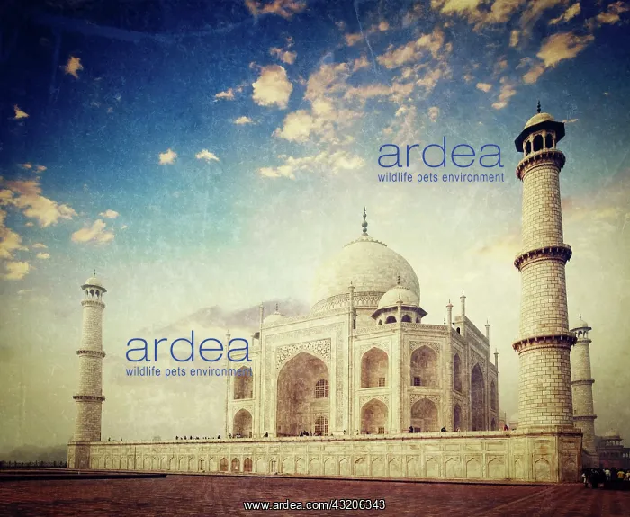  : Vintage retro hipster style travel image of Taj