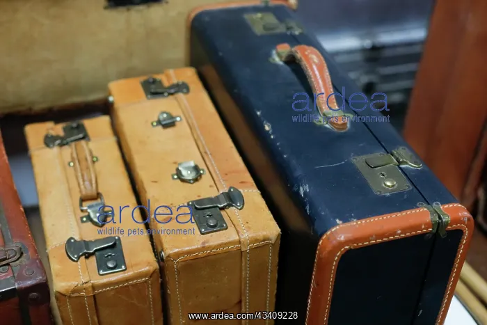 : Vintage suitcases : Vintage suitcases