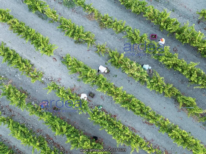 : Vintage at the vineyard of the Bodega González Byass near the town of Jerez de la Frontera : Vintage at the vineyard of the Bodega González Byass near the town of Jerez de la Frontera