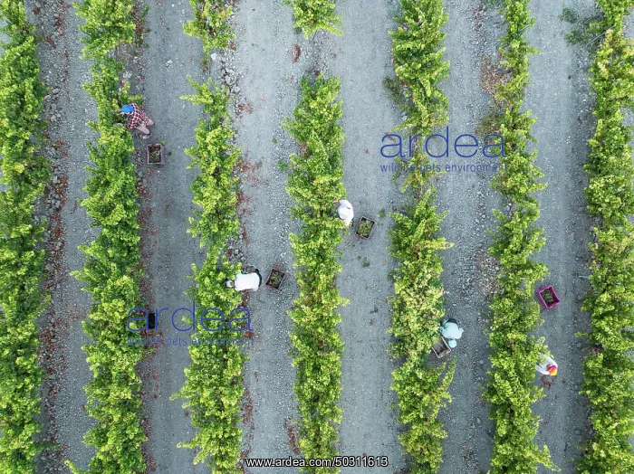: Vintage at the vineyard of the Bodega González Byass near the town of Jerez de la Frontera : Vintage at the vineyard of the Bodega González Byass near the town of Jerez de la Frontera
