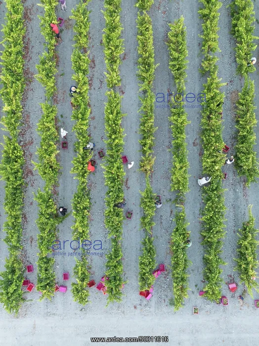 : Vintage at the vineyard of the Bodega González Byass near the town of Jerez de la Frontera : Vintage at the vineyard of the Bodega González Byass near the town of Jerez de la Frontera