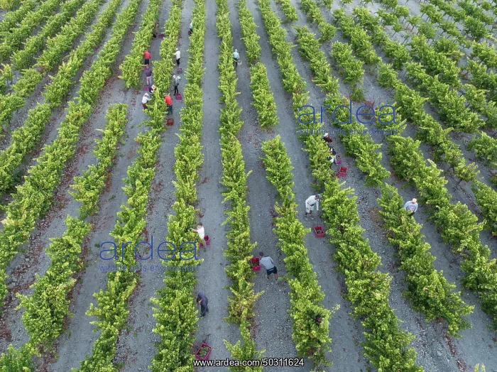 : Vintage at the vineyard of the Bodega González Byass near the town of Jerez de la Frontera : Vintage at the vineyard of the Bodega González Byass near the town of Jerez de la Frontera
