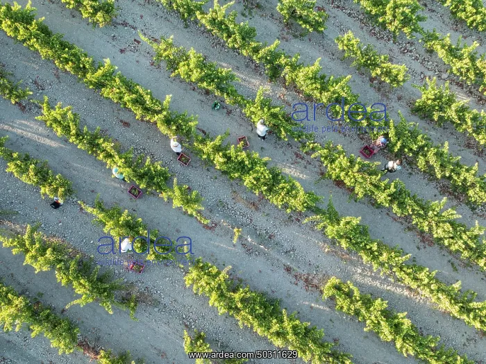  : Vintage at the vineyard of the Bodega GonzÃ¡lez Byass near the town of Jerez de la Frontera