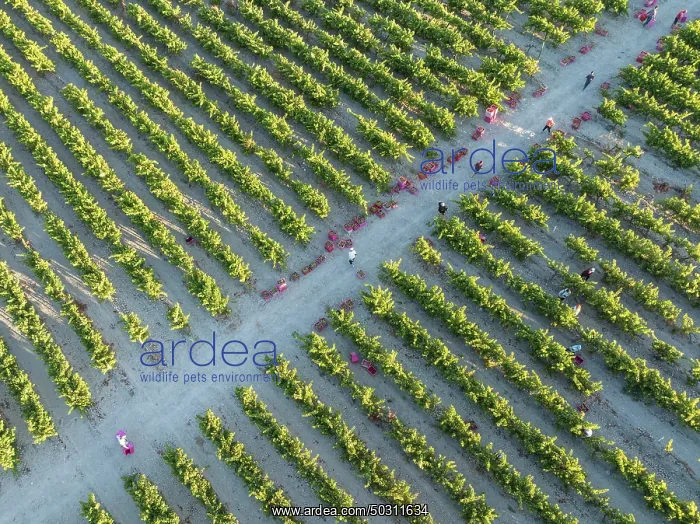 : Vintage at the vineyard of the Bodega González Byass near the town of Jerez de la Frontera : Vintage at the vineyard of the Bodega González Byass near the town of Jerez de la Frontera
