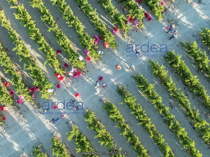 : Vintage at the vineyard of the Bodega González Byass near the town of Jerez de la Frontera : Vintage at the vineyard of the Bodega González Byass near the town of Jerez de la Frontera