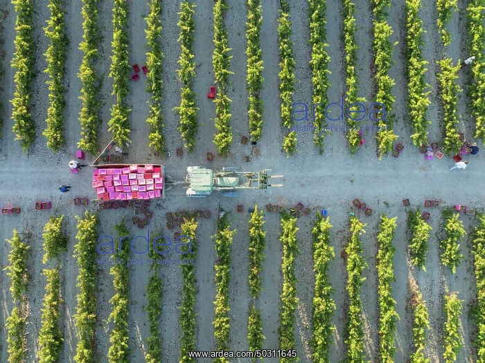 : Vintage at the vineyard of the Bodega González Byass near the town of Jerez de la Frontera : Vintage at the vineyard of the Bodega González Byass near the town of Jerez de la Frontera