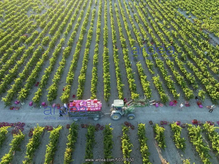 : Vintage at the vineyard of the Bodega González Byass near the town of Jerez de la Frontera : Vintage at the vineyard of the Bodega González Byass near the town of Jerez de la Frontera