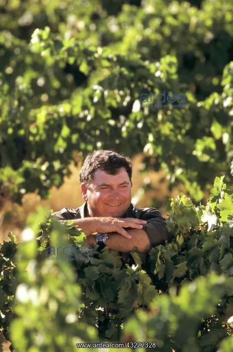 : Vintner. Second generation Italian fruitgrower Sam Albanese among Merlot : Vintner. Second generation Italian fruitgrower Sam Albanese among Merlot