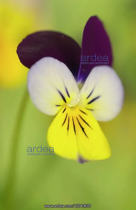 : Viola : Viola