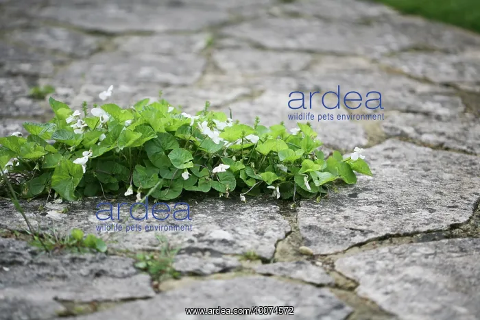 : Viola : Viola