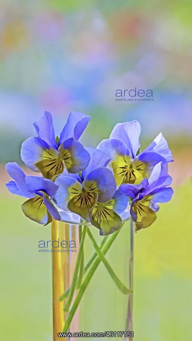 : Viola, blue and yellow flowers in a clear vase of water agai : Viola, blue and yellow flowers in a clear vase of water agai