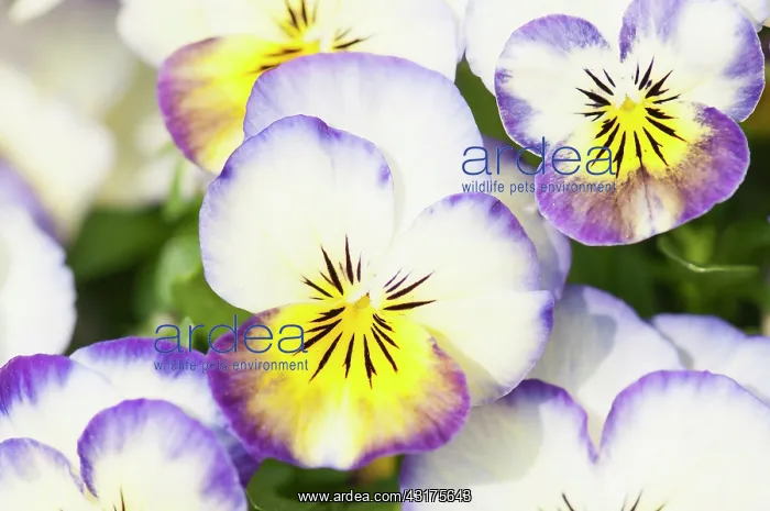 : Viola, close up of the brightly coloured flowers : Viola, close up of the brightly coloured flowers