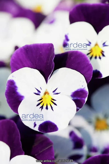  : Viola, close up of the brightly coloured flowers