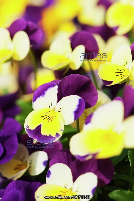 : Viola, close up of the brightly coloured flowers : Viola, close up of the brightly coloured flowers