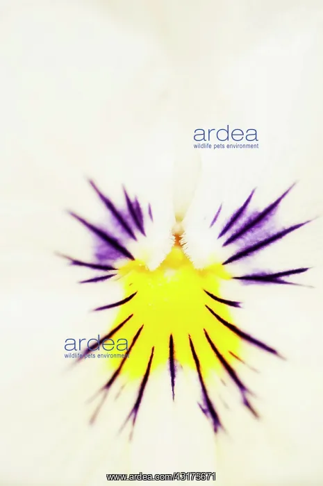 : Viola, close up detail of the centre of a brightly coloured : Viola, close up detail of the centre of a brightly coloured