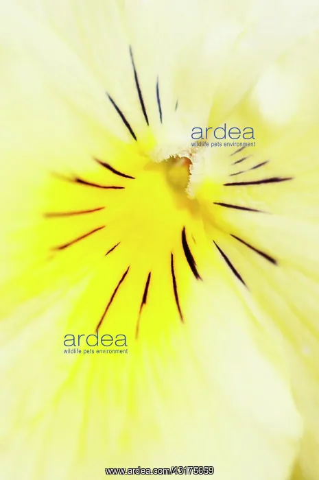 : Viola, close up detail of the centre of a yellow coloured fl : Viola, close up detail of the centre of a yellow coloured fl