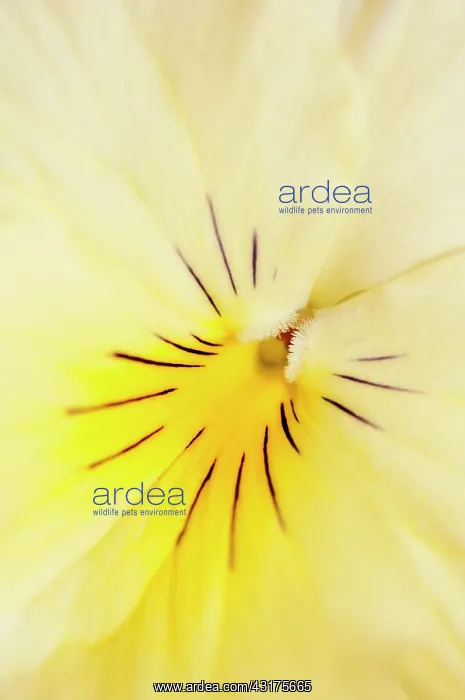 : Viola, close up detail of the centre of a yellow coloured fl : Viola, close up detail of the centre of a yellow coloured fl