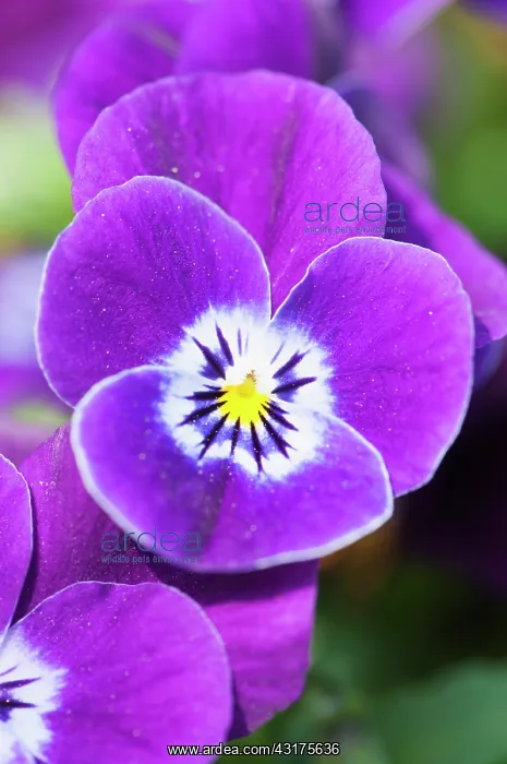 : Viola, close up of the purple coloured flowers : Viola, close up of the purple coloured flowers