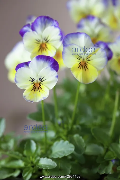 : Viola cornuta Sorbet Lemon and Blueberry Swirl, Group of flowers with yellow : Viola cornuta Sorbet Lemon and Blueberry Swirl, Group of flowers with yellow