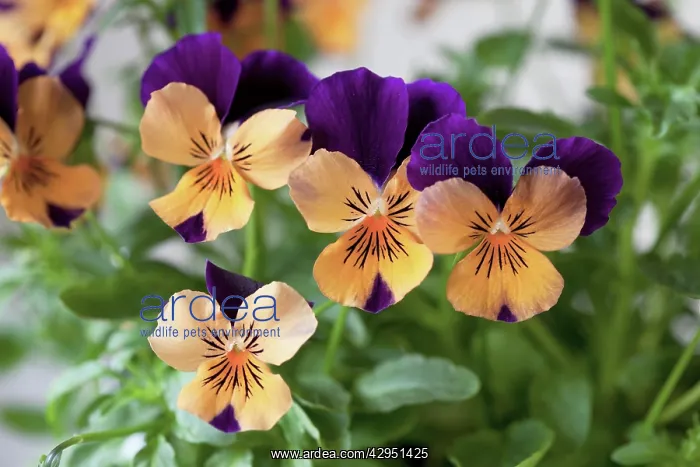 : Viola cornuta Sorbet Orange Duet, Group of flowers bicoloured orange and purple : Viola cornuta Sorbet Orange Duet, Group of flowers bicoloured orange and purple