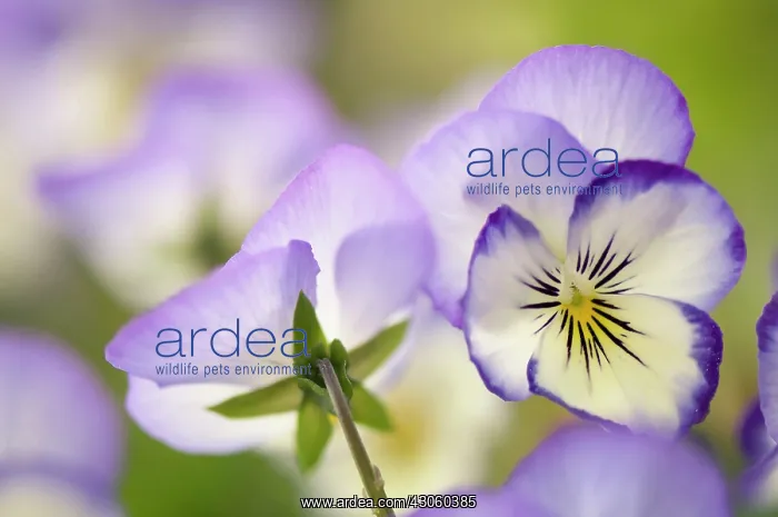 : Viola with delicate cream and pale blue translucent petals and yellow eye at centre : Viola with delicate cream and pale blue translucent petals and yellow eye at centre
