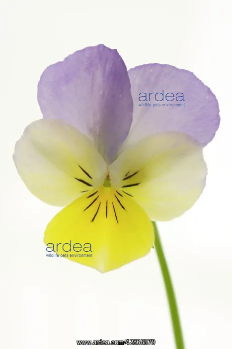  : Viola flower - on white background