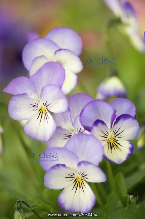: Viola. Group of flowers with delicate cream and pale blue petals and yellow eye at centre : Viola. Group of flowers with delicate cream and pale blue petals and yellow eye at centre
