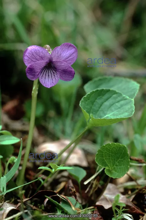 : Viola / Northern Marsh Violet / Dwarf Marsh Violet : Viola / Northern Marsh Violet / Dwarf Marsh Violet