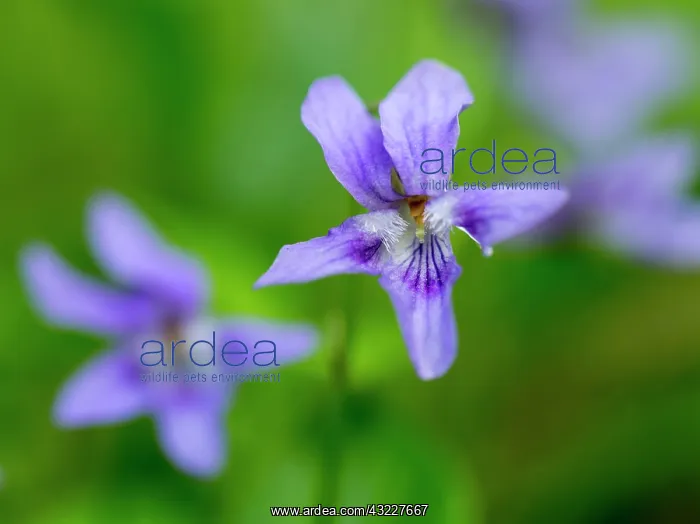  : Viola odorata (aka wood violet, sweet violet