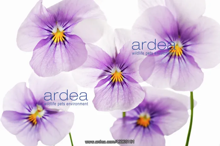 : Viola. Viola : Viola. Viola