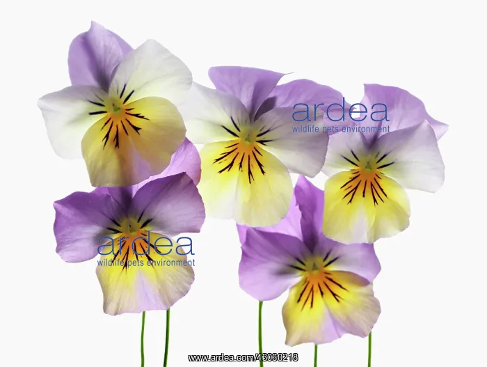 : Viola. Viola : Viola. Viola